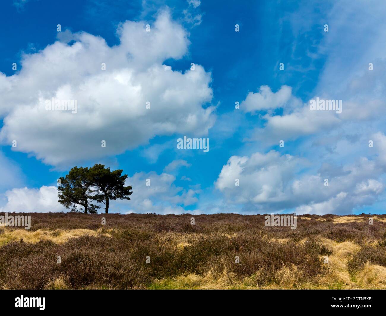 Alberi sulla Longstone Moor vicino a Bakewell nel Peak District National Park Derbyshire Dales Inghilterra Regno Unito Foto Stock