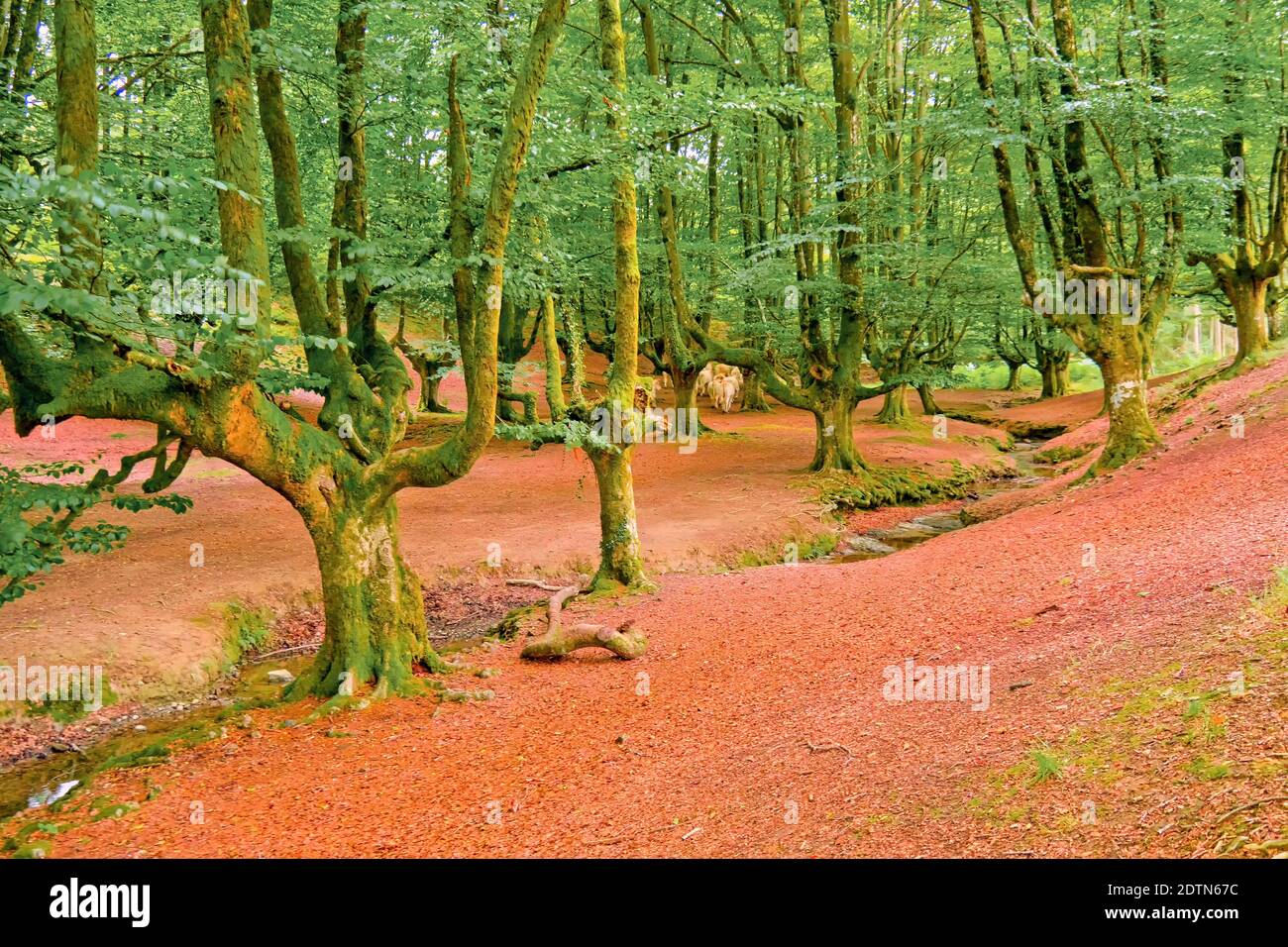 Foresta di Faggio di Otzarreta, Parco Naturale di Gorbeia, Bizkaia, Paesi Baschi, Spagna, Europa Foto Stock