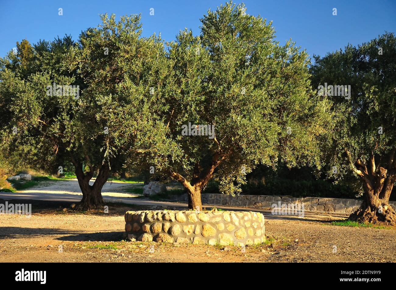 Uliveti boschetto di Latrun trappist monastero nel centro di Israele. Foto Stock