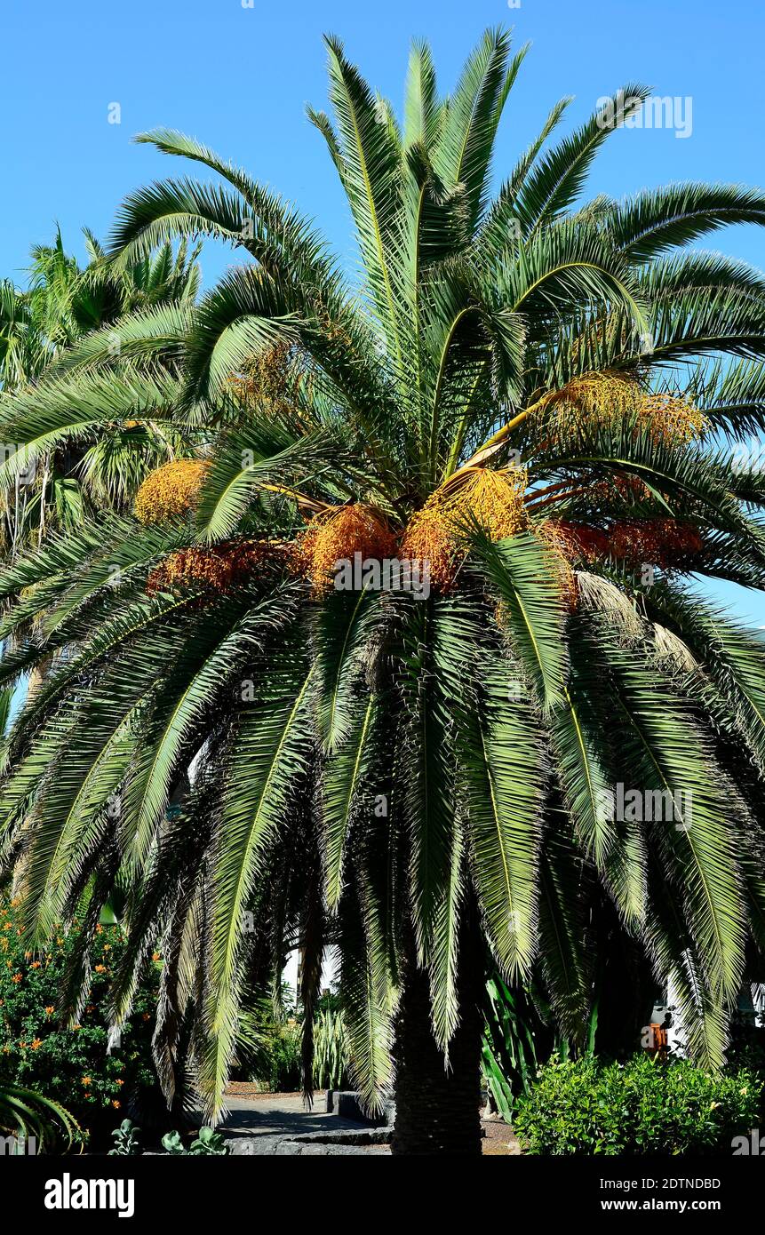 Spagna, Isole Canarie, Fuerteventura, palma da dattero canarino Foto Stock