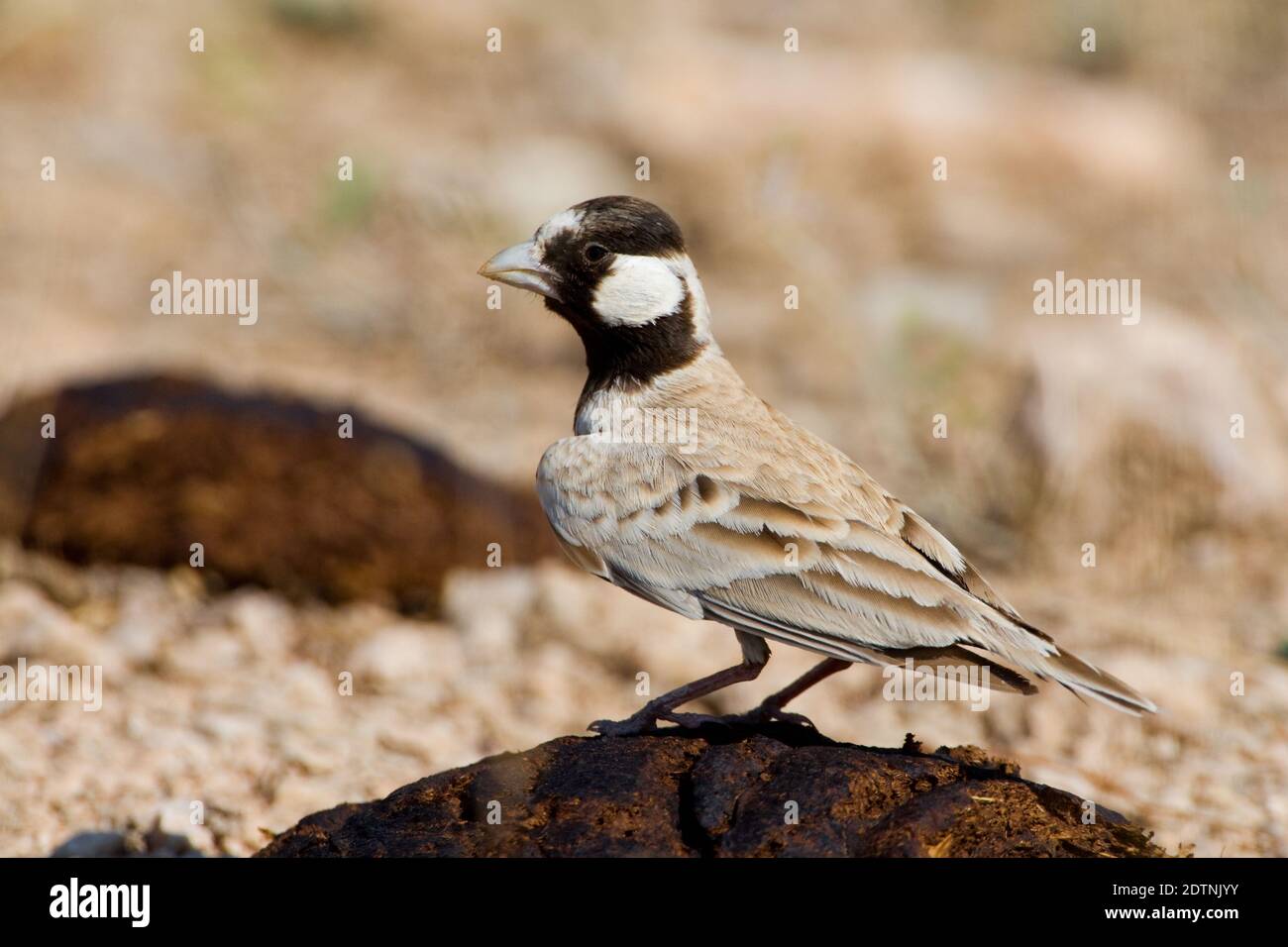 Allodola passero capinera; nero-incoronato Finch Lark; Eremopterix Foto Stock