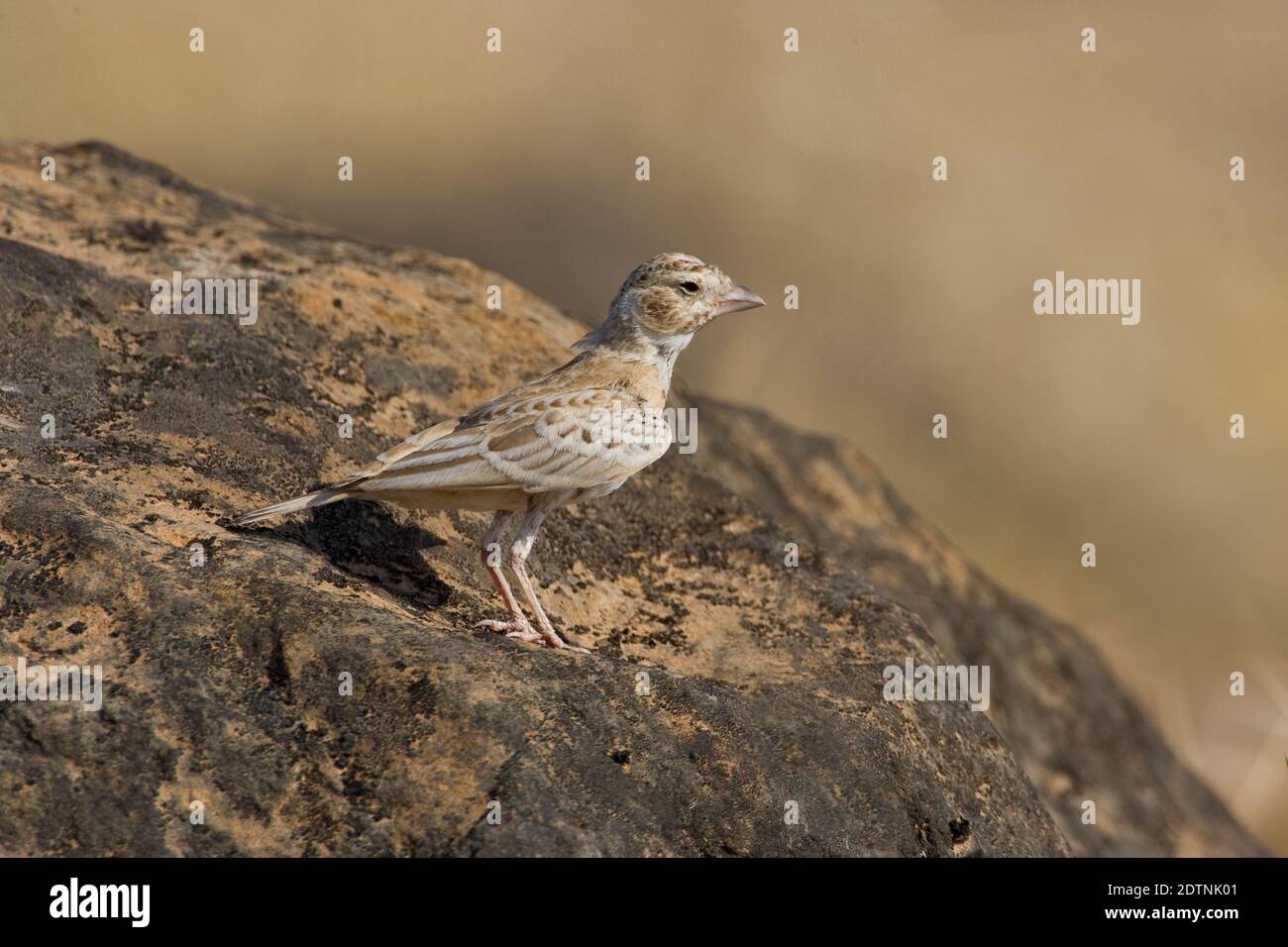 Allodola passero capinera; nero-incoronato Finch Lark; Eremopterix Foto Stock