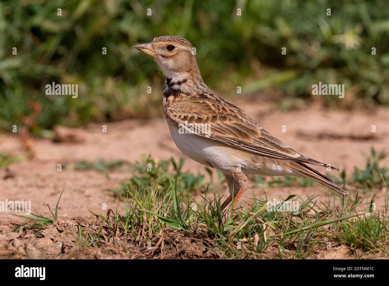 Calandra Lark in piedi a terra. Foto Stock