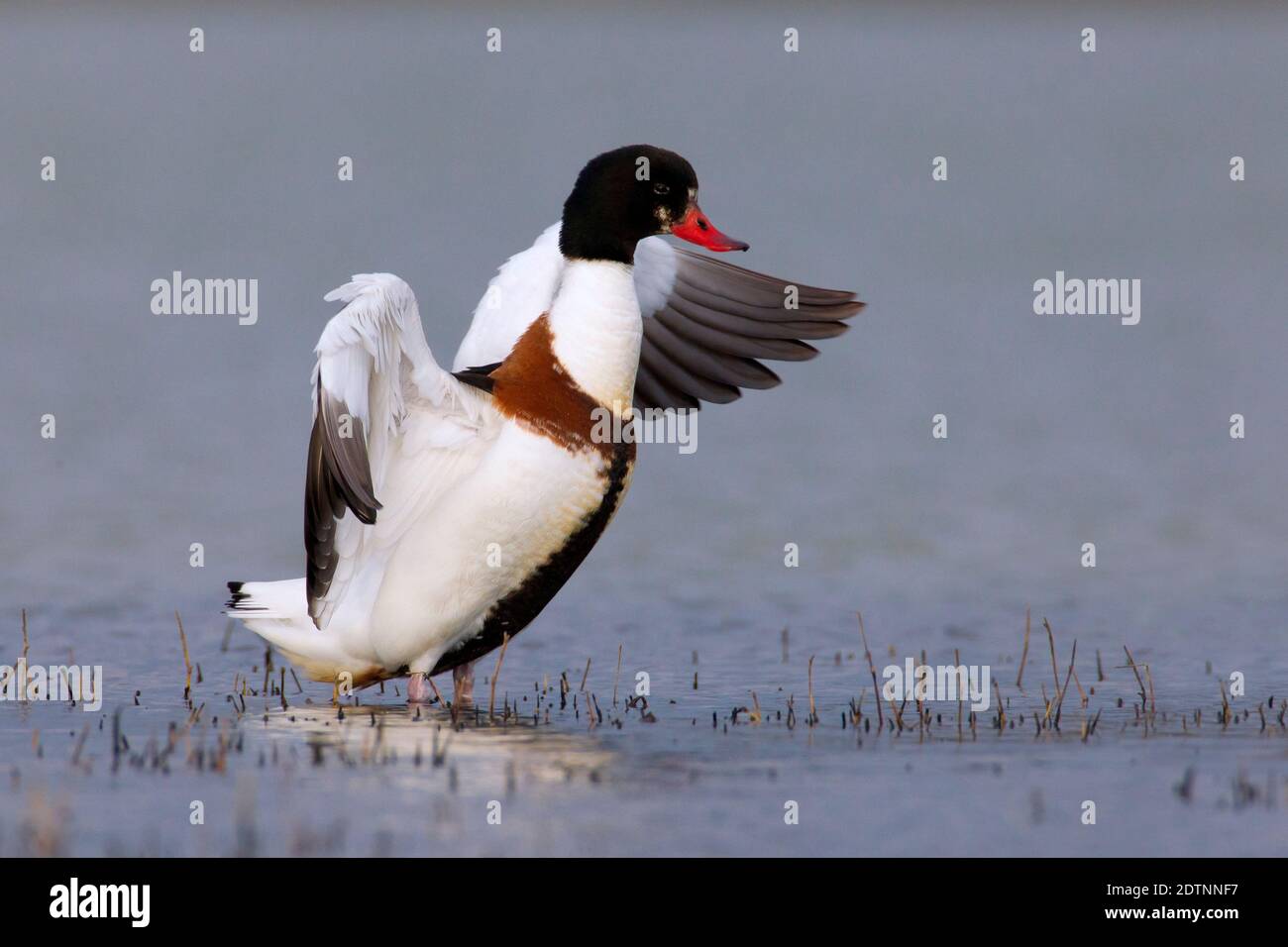 Volpoca;; Shelduck Tadorna tadorna Foto Stock