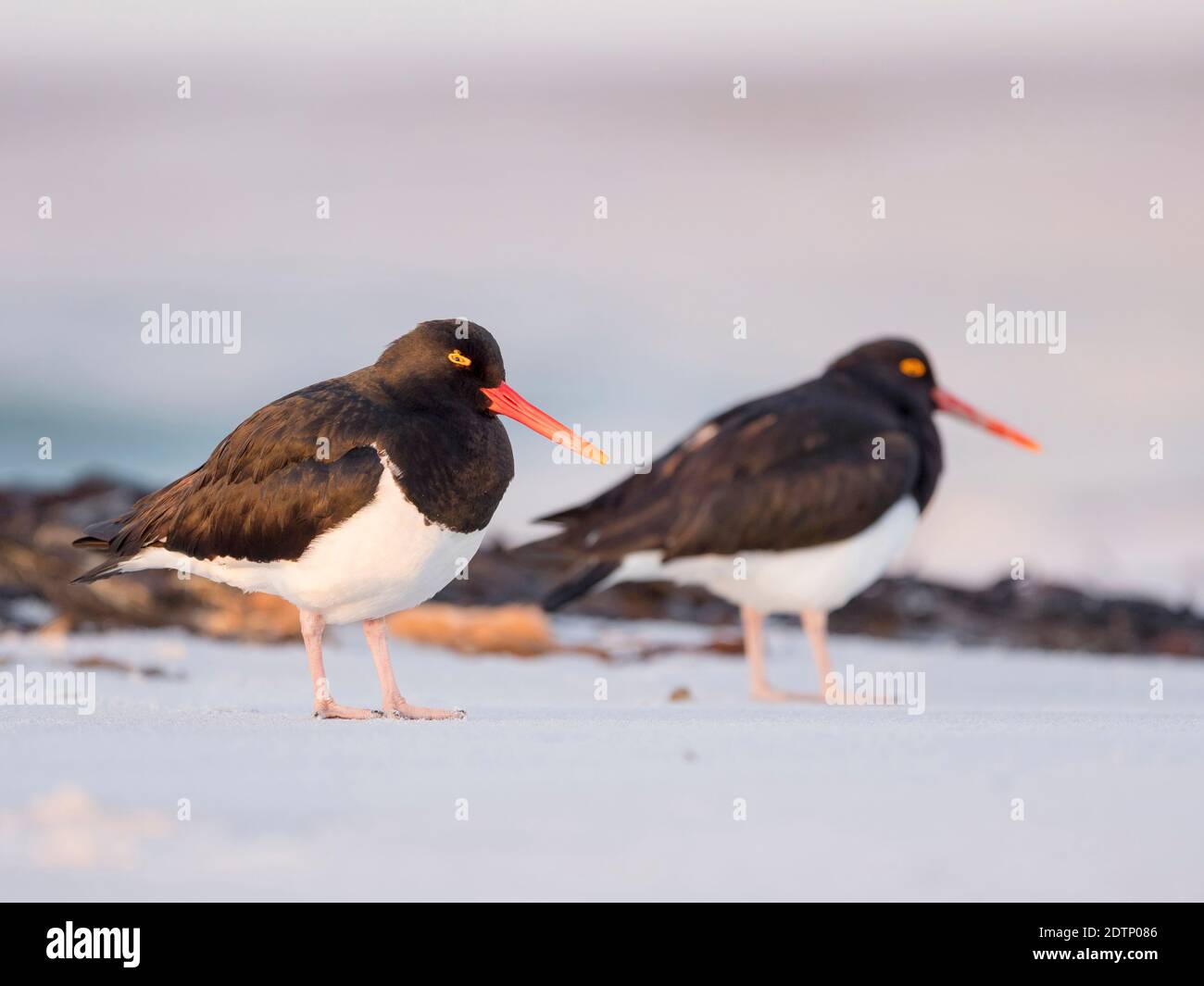 Magellanic Oystercatcher (Haematopus leucopodus) , Isole Falkland, Isola dei leoni marini Foto Stock