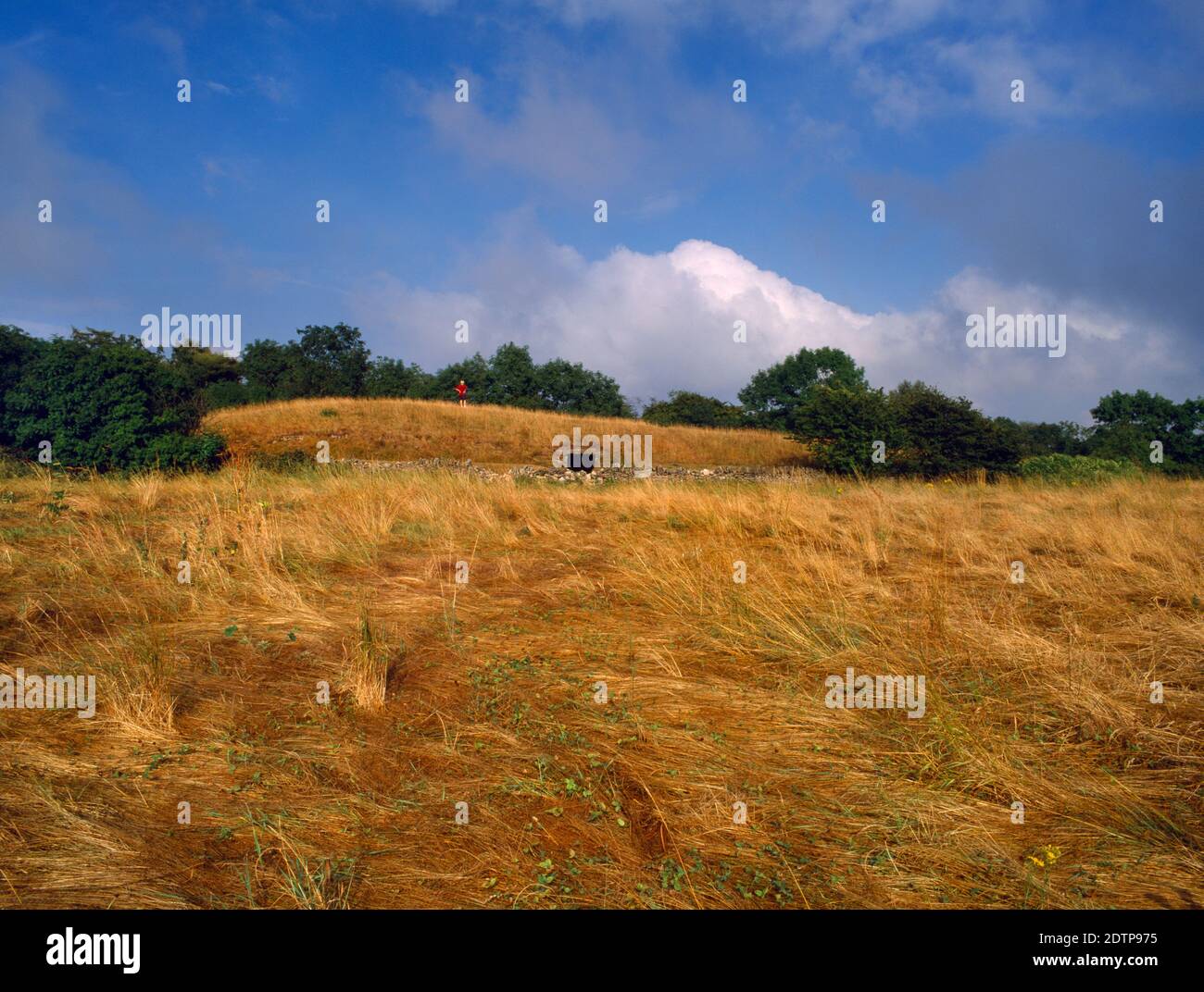 Vista del profilo guardando e a Belas Knap Cotswold-Severn lungo fienile neolitico, Gloucestershire, Inghilterra, Regno Unito, che mostra l'ingresso alla camera di sepoltura W. Foto Stock