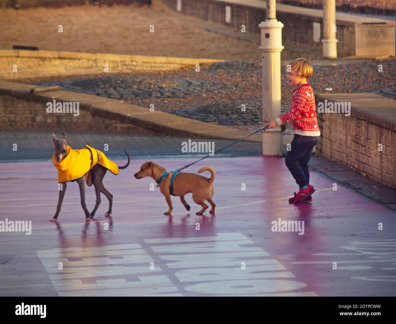 Un incontro canino a Brighton Foto Stock