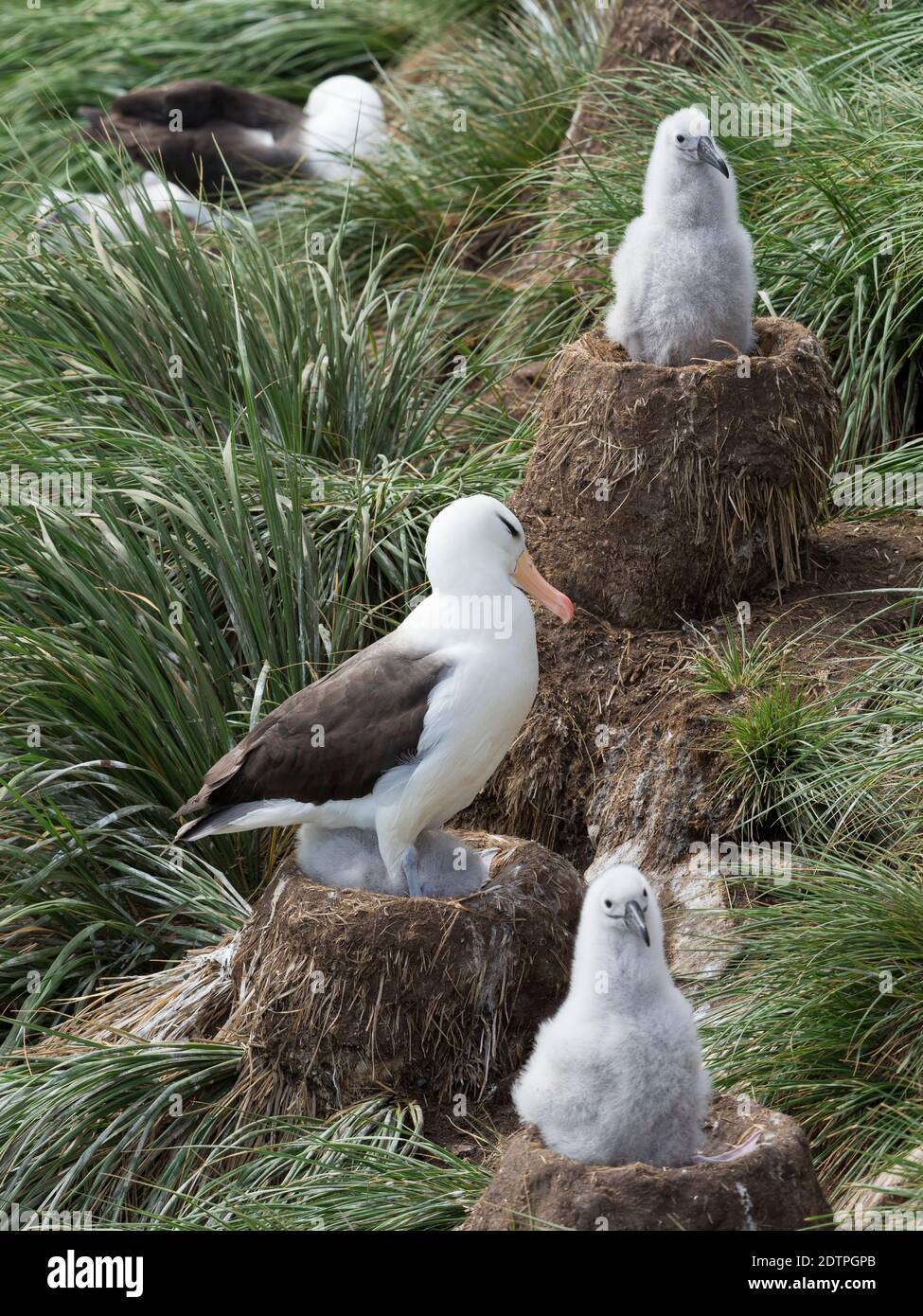 Colonia con pulcini su nido a forma di torre. Albatross bruno nero o mollymawk bruno nero (Thalassarche melanophris). America del Sud, Isole Falkland, Foto Stock