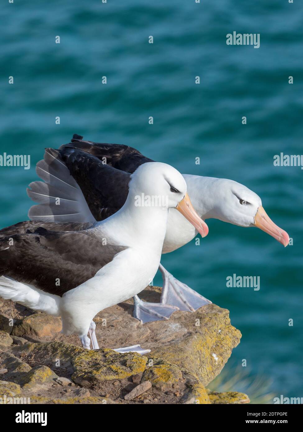 Albatross bruno nero o mollymawk bruno nero (Thalassarche melanophris). Sud America, Isole Falkland, gennaio Foto Stock