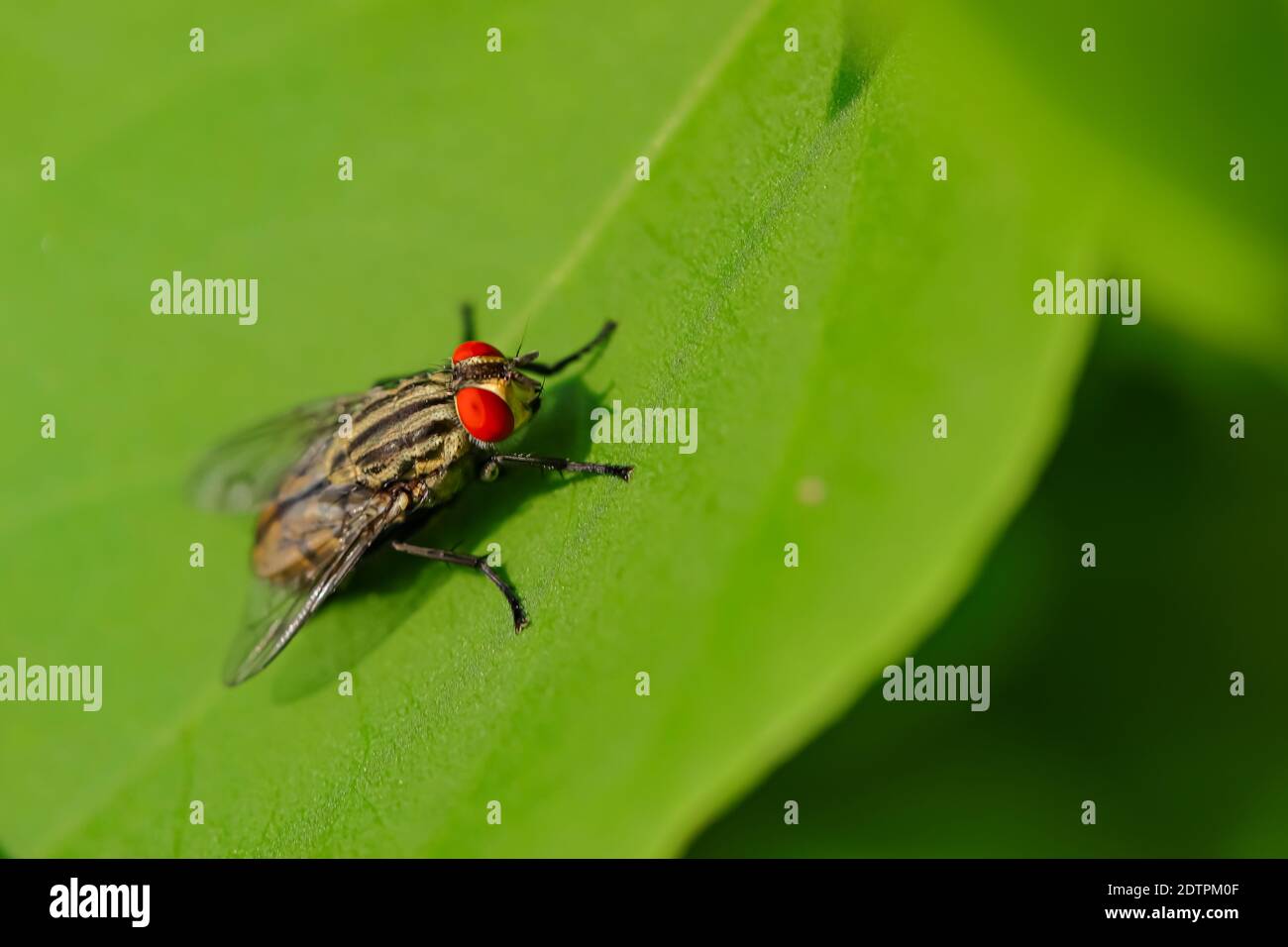 Messa a fuoco selettiva immagine macro di un housefly che si siede sul verde foglia Foto Stock