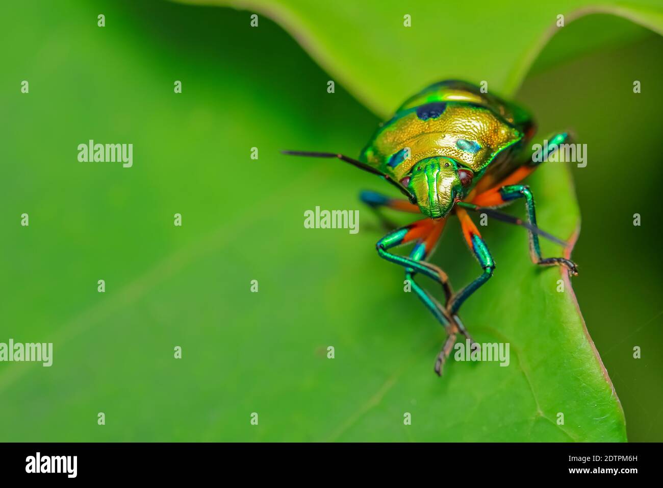 Immagine macro con gamma dinamica elevata di un gioiello solitario bug con colori vibranti che si siedono su una foglia Foto Stock