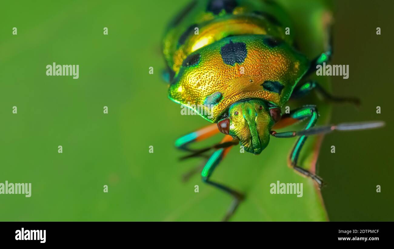 Immagine macro con gamma dinamica elevata di un gioiello solitario bug con colori vibranti che si siedono su una foglia Foto Stock