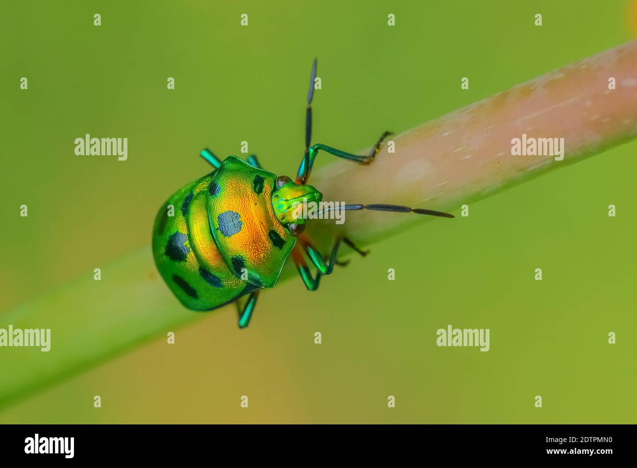 Fuoco selettivo immagine macro di un gioiello bug con VIBRANT colori che camminano su un gambo con sfondo verde sfocato Foto Stock