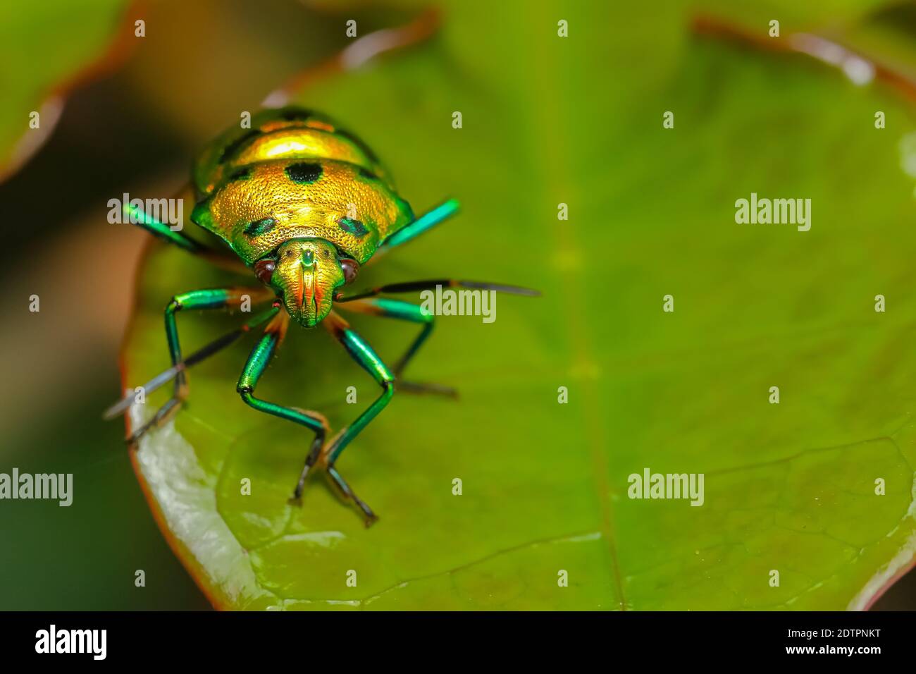 Immagine macro con gamma dinamica elevata di un gioiello solitario bug con colori vibranti che si siedono su una foglia Foto Stock