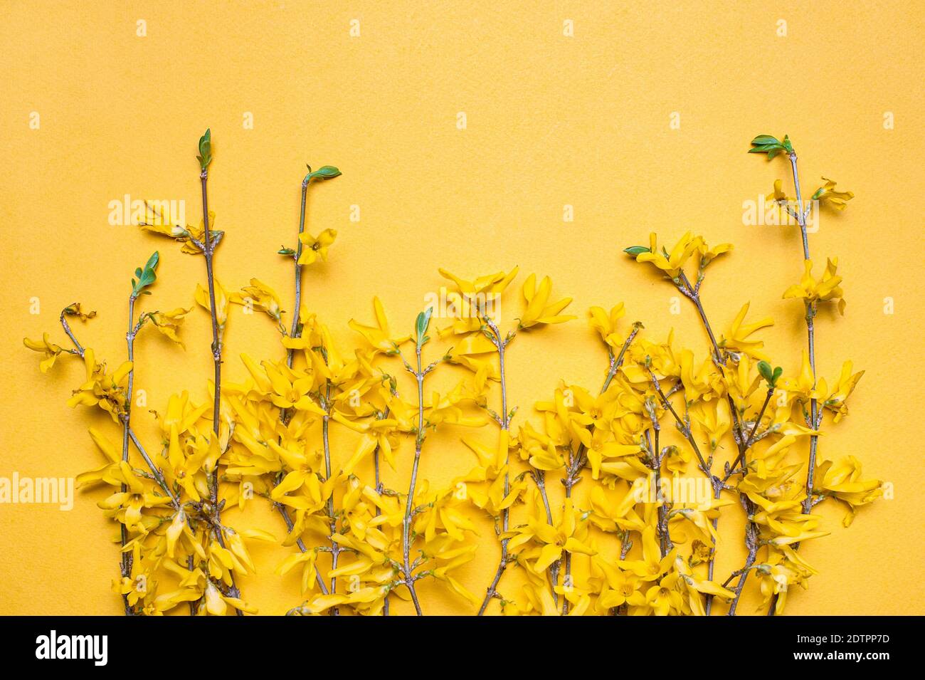 Ramoscelli fioriti di forsizia su sfondo giallo Foto Stock