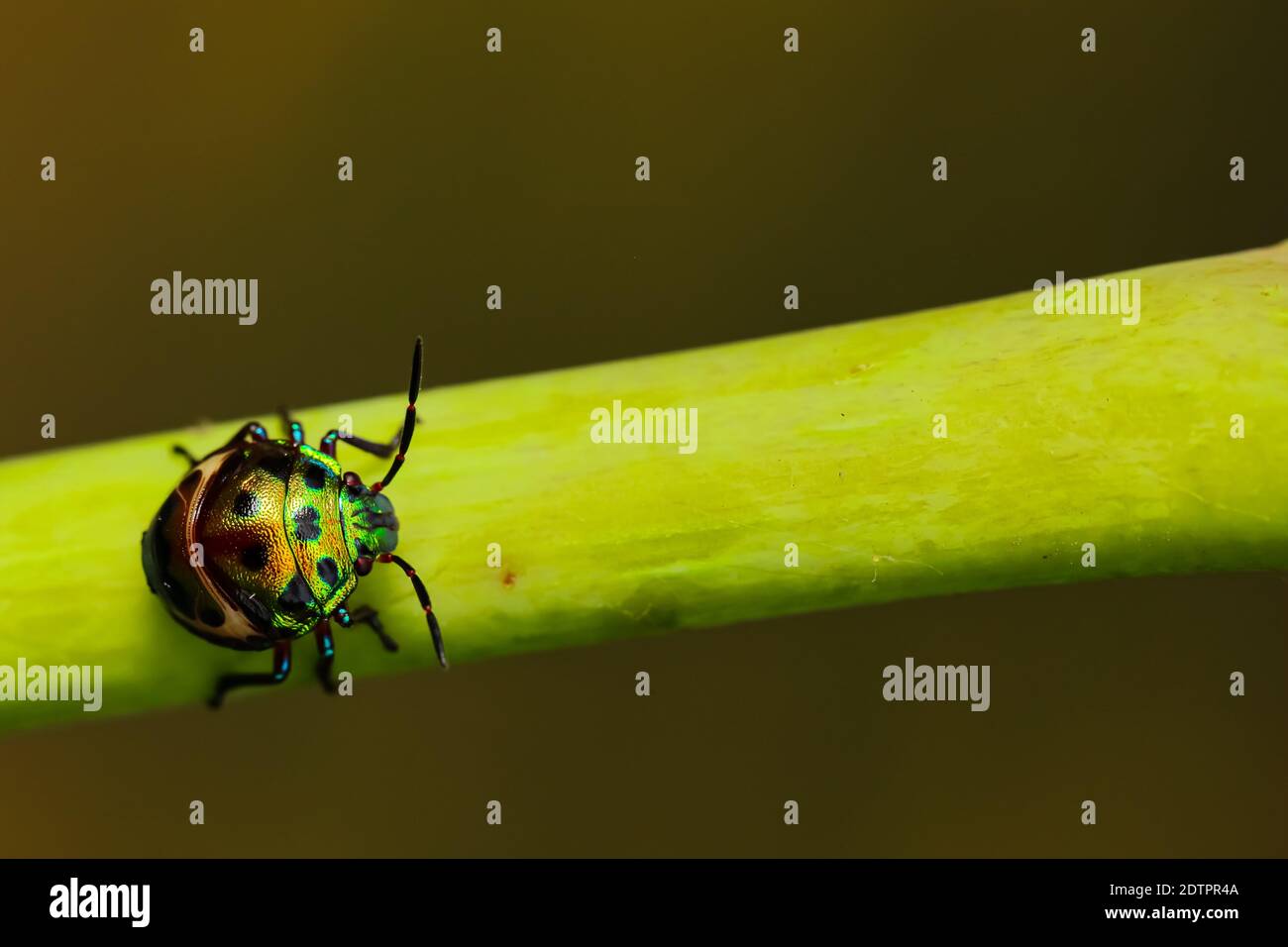 Immagine macro di un baco gioiello con colori vibranti a piedi su uno stelo con sfondo verde sfocato Foto Stock