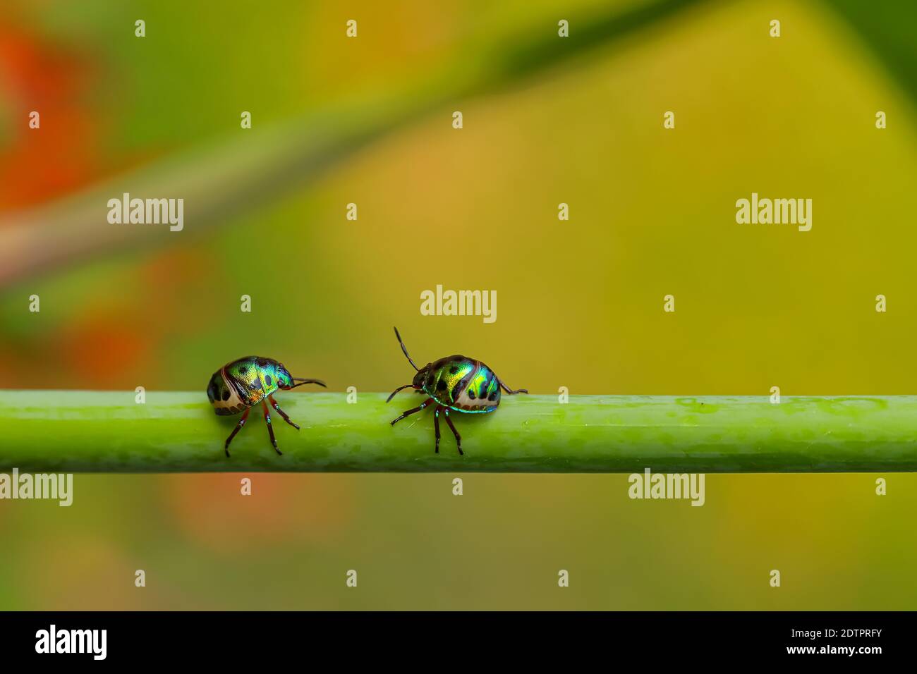 Macro immagine di due bug gioiello con colori vibranti a piedi su uno stelo con sfondo verde sfocato Foto Stock