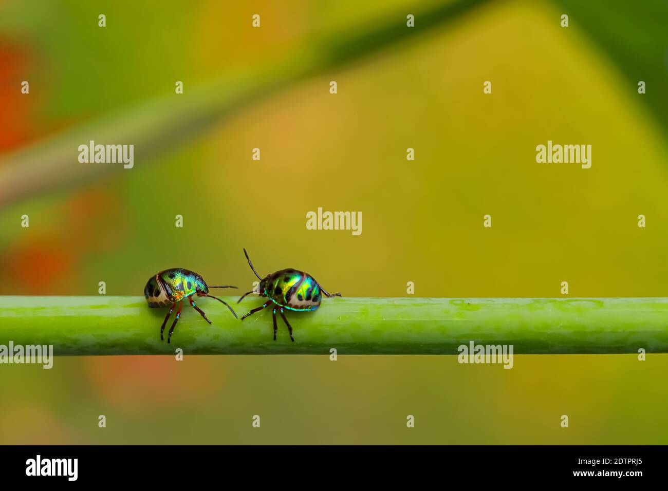 Macro immagine di due bug gioiello con colori vibranti a piedi su uno stelo con sfondo verde sfocato Foto Stock