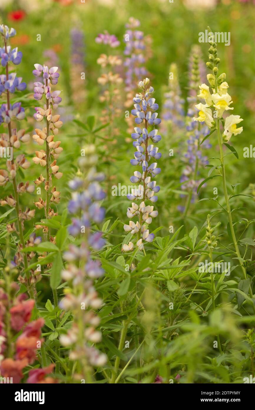 Un'immagine a fuoco selettivo di un fiore dai colori vivaci e sfocare lo sfondo Foto Stock