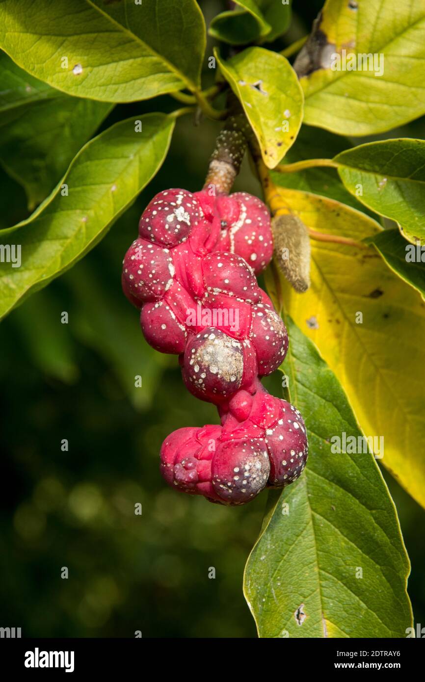 Magnolia kobus var. borealis Foto Stock