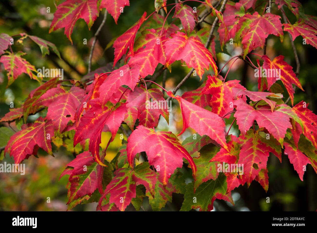 Foglie autunnali di Acer rubrum 'Scanlon' Foto Stock