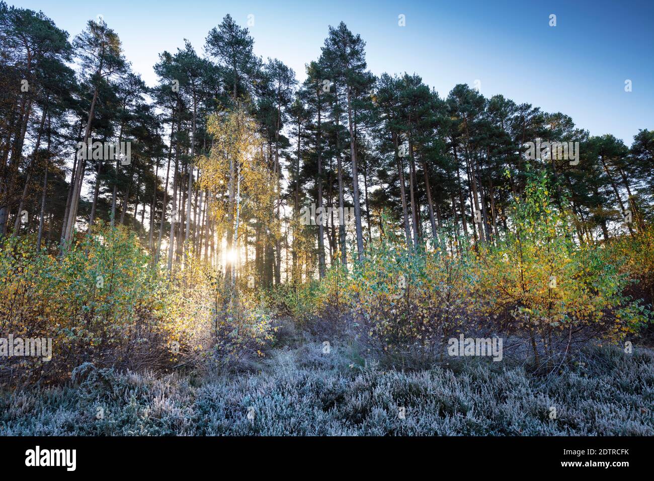 Pino scozzese e alberi di betulla d'argento con foglie d'autunno in controluce luce solare con gelo mattutino, Newtown Common, Burghclere, Hampshire, Inghilterra, Regno Unito Foto Stock