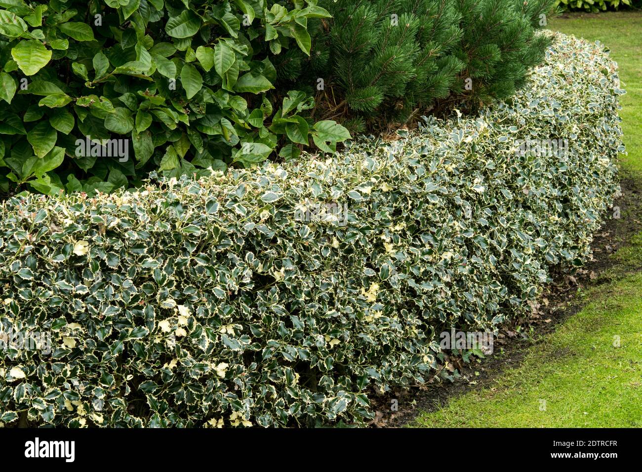 Ilex aquifolium "Argentea Marginata' Foto Stock