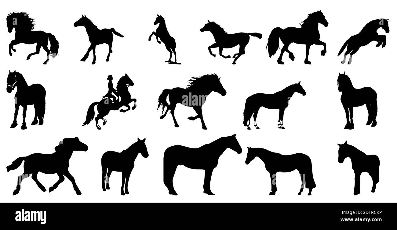 Una serie di sagome di razze di cavalli isolate su bianco sfondo Foto Stock