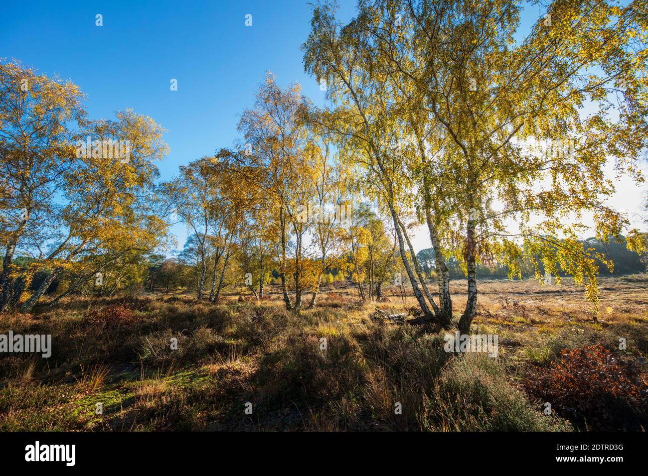 Silver Birchtrees su Newtown comune brughiera con foglie d'autunno, Newtown comune, Burghclere, Hampshire, Inghilterra, Regno Unito, Europa Foto Stock