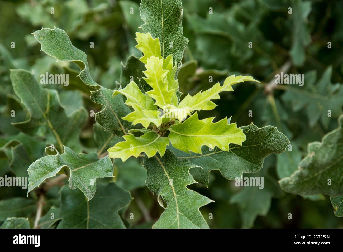 Nuova crescita di Quercus ithaburensis Foto Stock