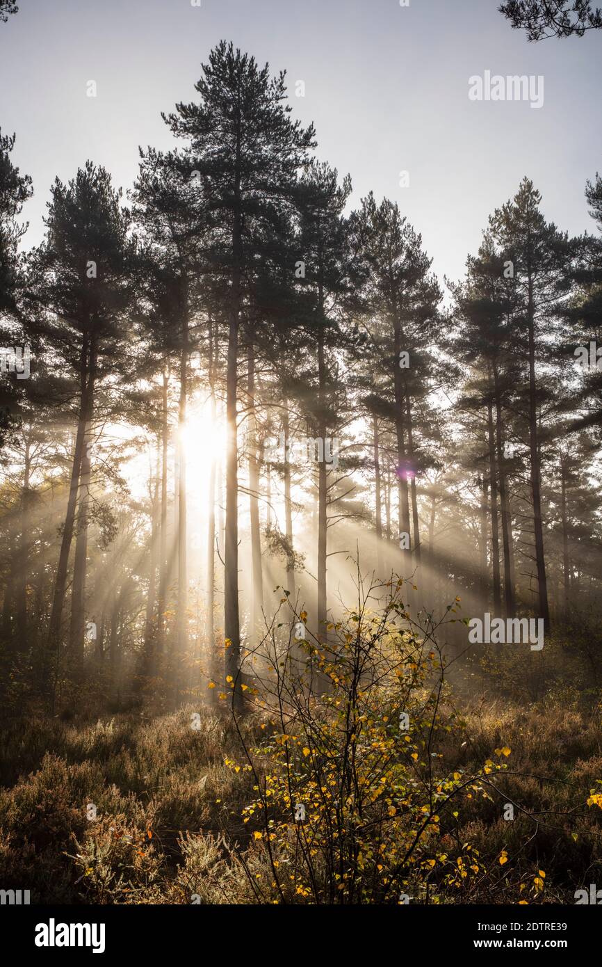 Raggi di luce solare che si infrangono attraverso la nebbia nel bosco di pini scozzesi, Newtown Common, Burghclere, Hampshire, Inghilterra, Regno Unito, Europa Foto Stock