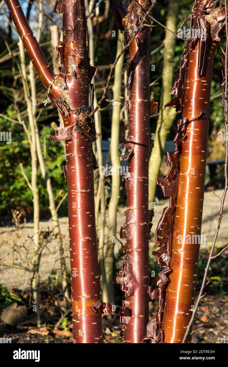 Corteccia di Prunus serrola 'Branklyn' Foto Stock