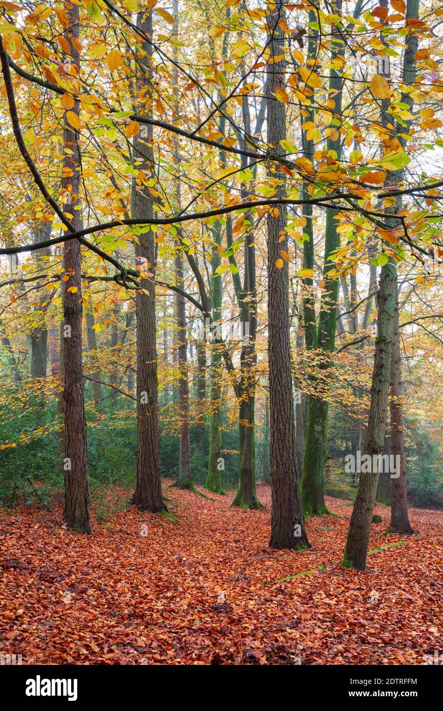 Faggio albero bosco su misty autunno mattina con foglie cadute, Highclere, Hampshire, Inghilterra, Regno Unito, Europa Foto Stock