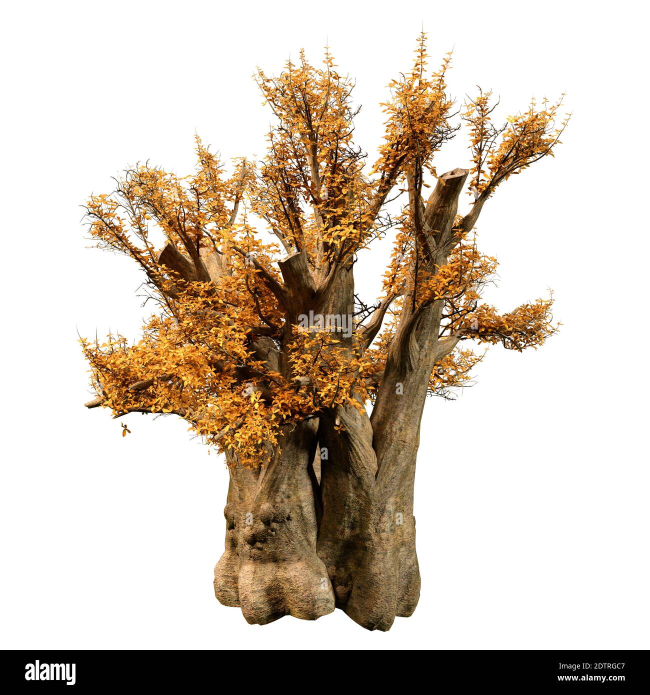 Rendering 3D di un albero di baobab africano giallo isolato su sfondo bianco Foto Stock