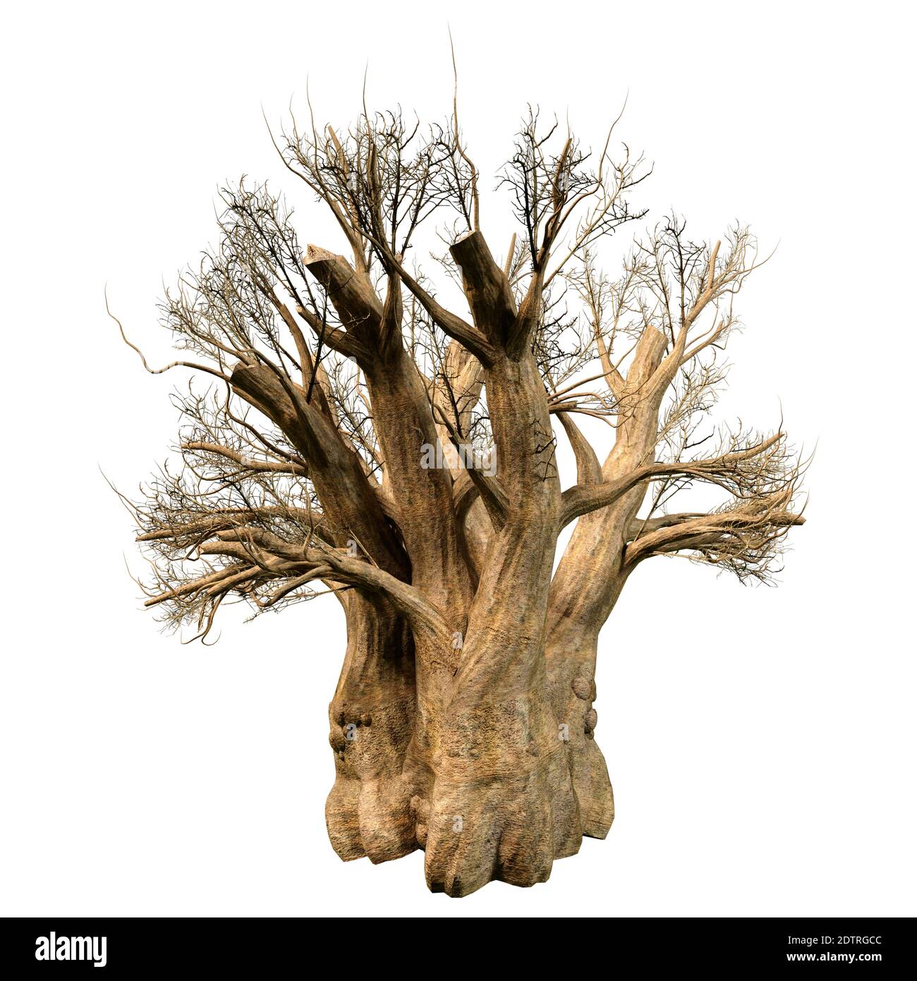 Rendering 3D di un albero baobab africano in inverno isolato su sfondo bianco Foto Stock