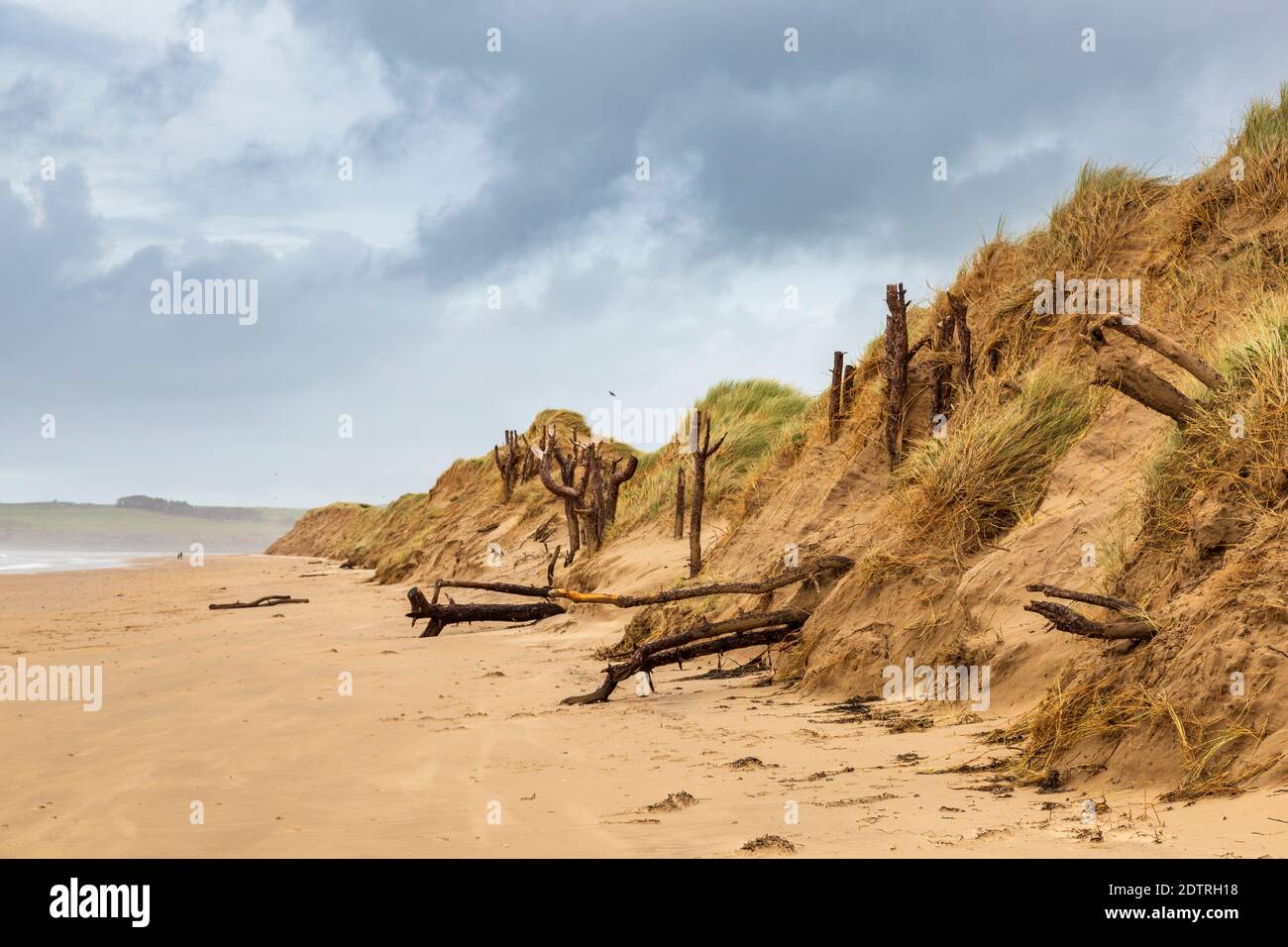 Dune di sabbia sulla spiaggia di Malltraeth, ai margini della foresta di Newborough, sull'isola di Llanddwyn, Anglesey, Galles Foto Stock