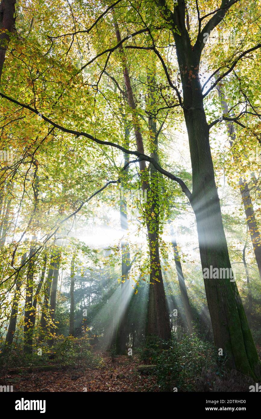 Raggi di luce solare che si infrangono attraverso la nebbia mattutina in boschi di faggi autunnali, Highclere, Hampshire, Inghilterra, Regno Unito, Europa Foto Stock