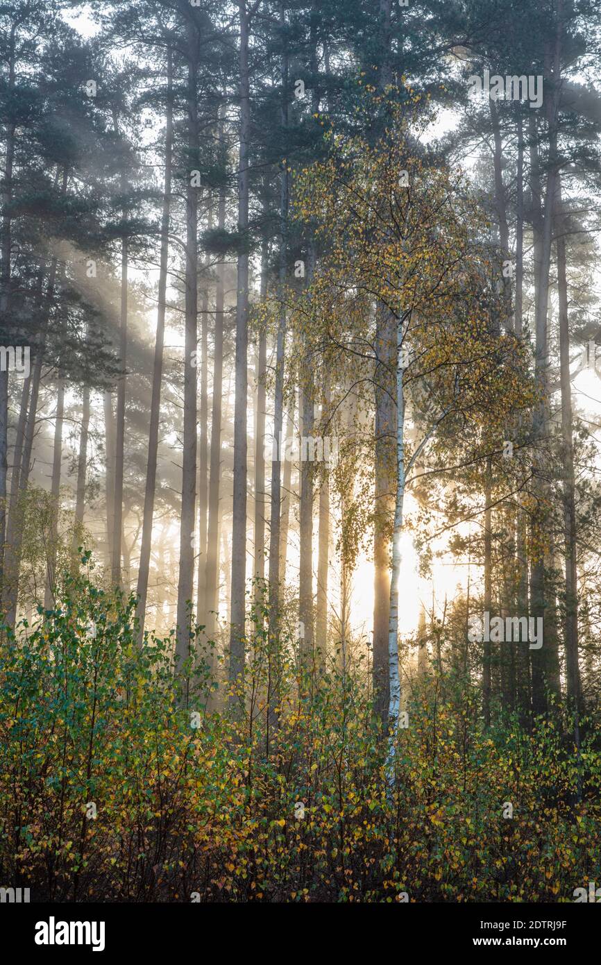 Foglie autunnali su alberi di betulla argentata con pini scozzesi dietro in nebbia all'alba, Newtown Common, Burghclere, Hampshire, Inghilterra, Regno Unito, Europa Foto Stock