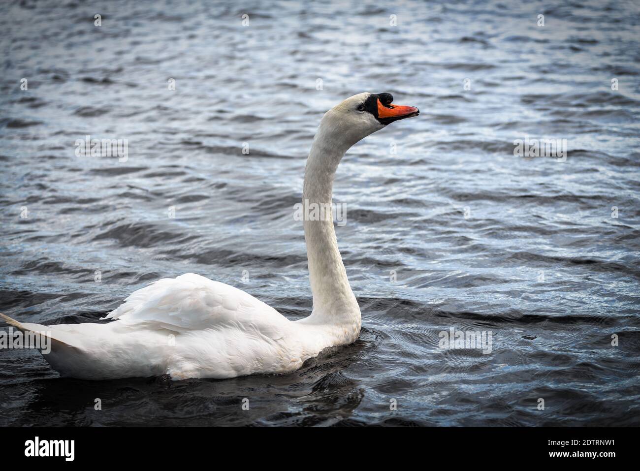 Maestoso cigno bianco che nuota in acqua Foto Stock