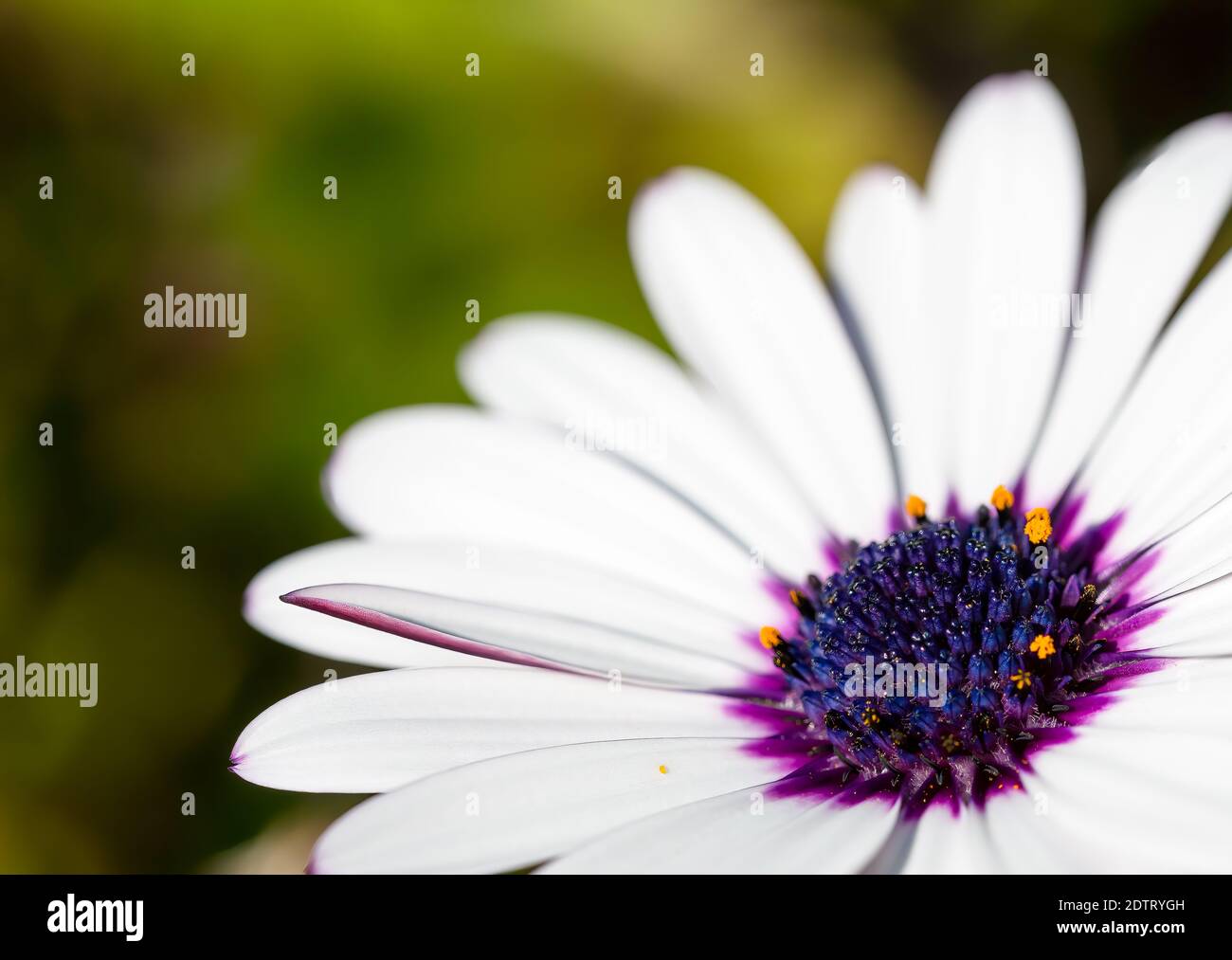 Primo piano di osteospermum bianco con centro blu e viola e. polline giallo Foto Stock