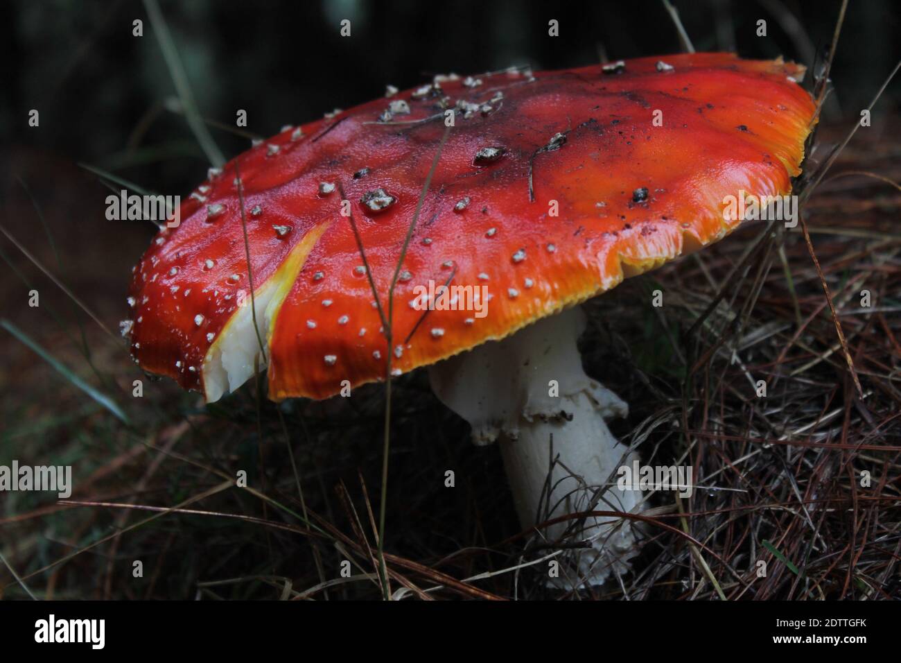 Primo piano di Fly Agaric Mushroom su Land Foto Stock