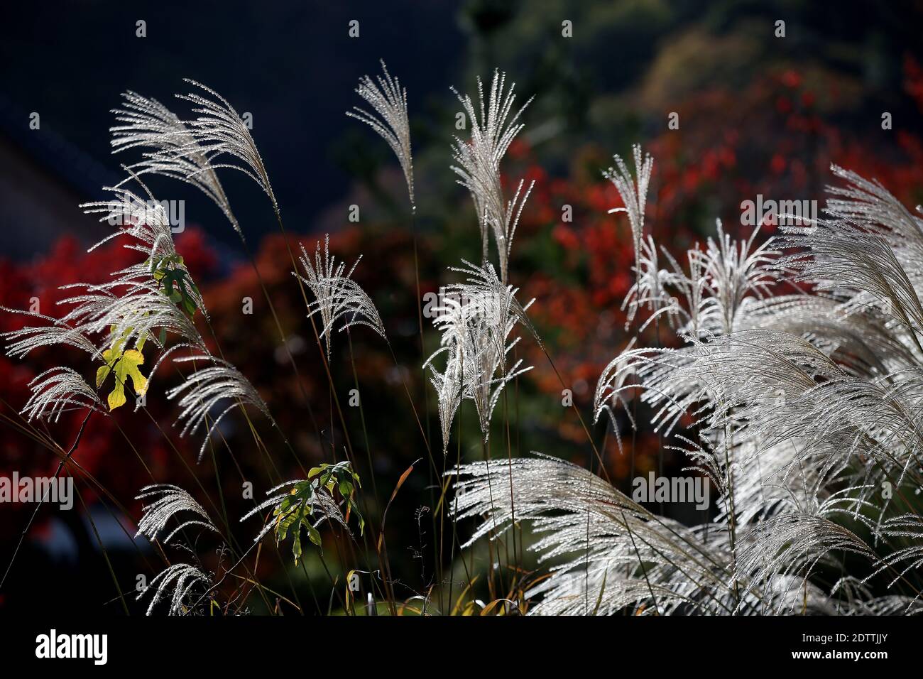 Primo piano Miscanthus floridulus , erba d'argento giapponese in autunno mattina Foto Stock