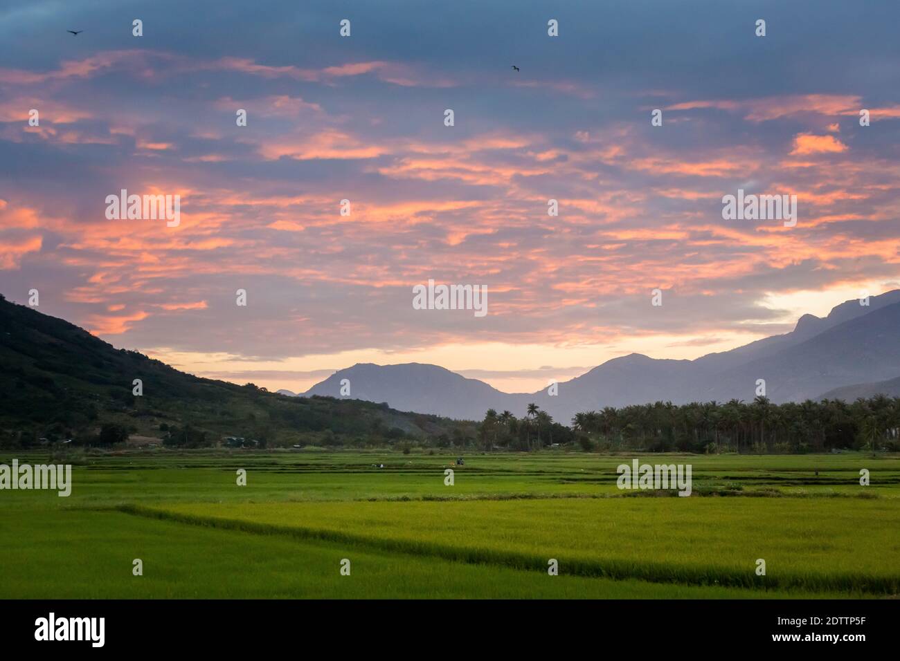 Bella foto serale dei campi di Cam Ranh durante il tramonto con le montagne sullo sfondo, Vietnam. Provincia di Khanh Hoa. Foto Stock