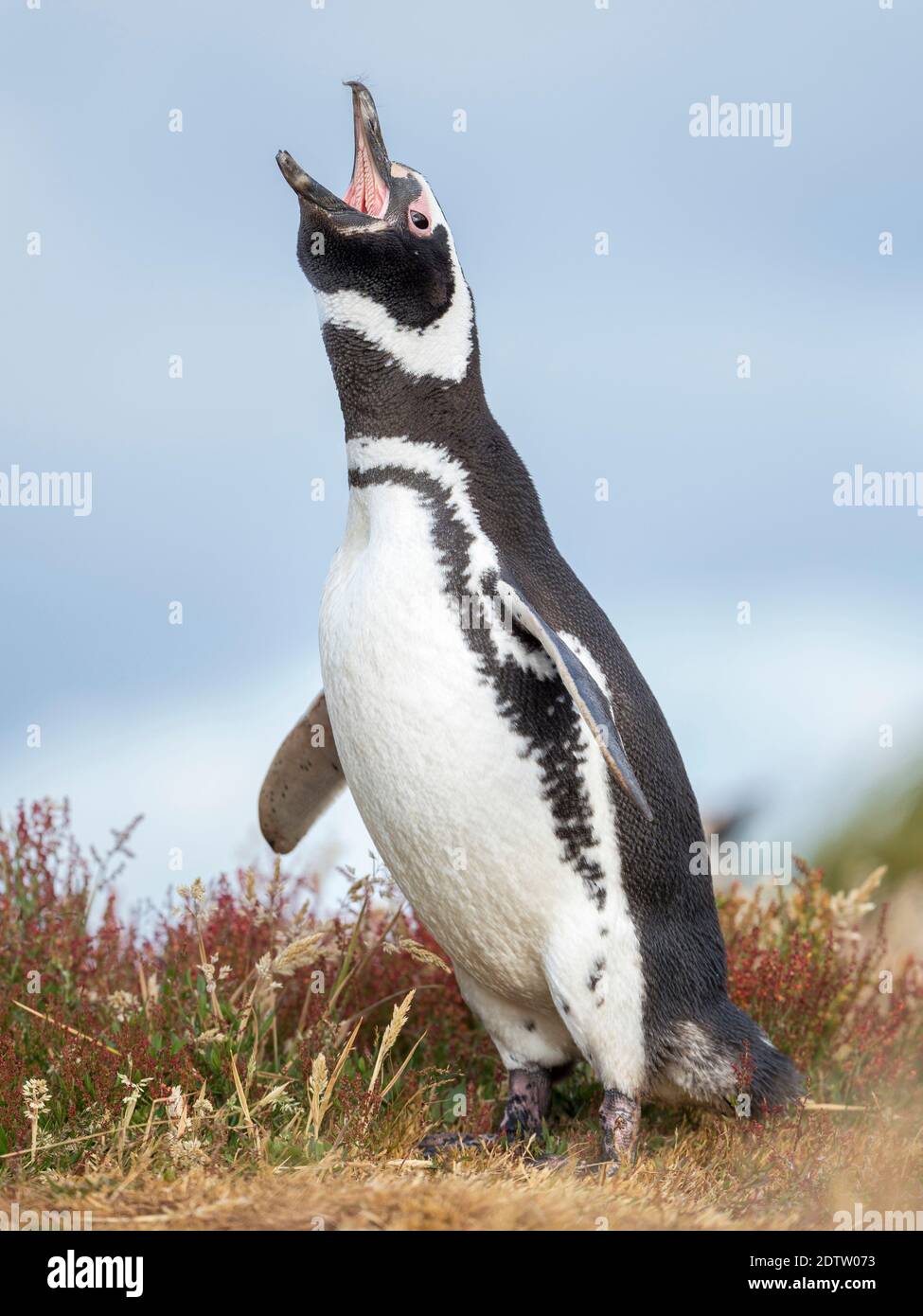 Pinguino Magellanico (Sfenisco magellanicus). Sud America, Isole Falkland, gennaio Foto Stock