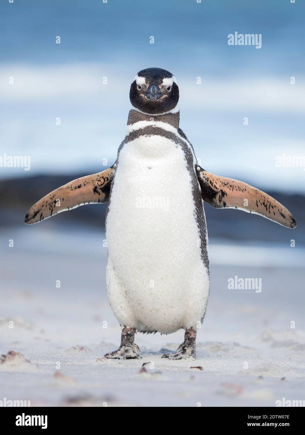 Pinguino Magellanico (Sfenisco magellanicus). Sud America, Isole Falkland, gennaio Foto Stock