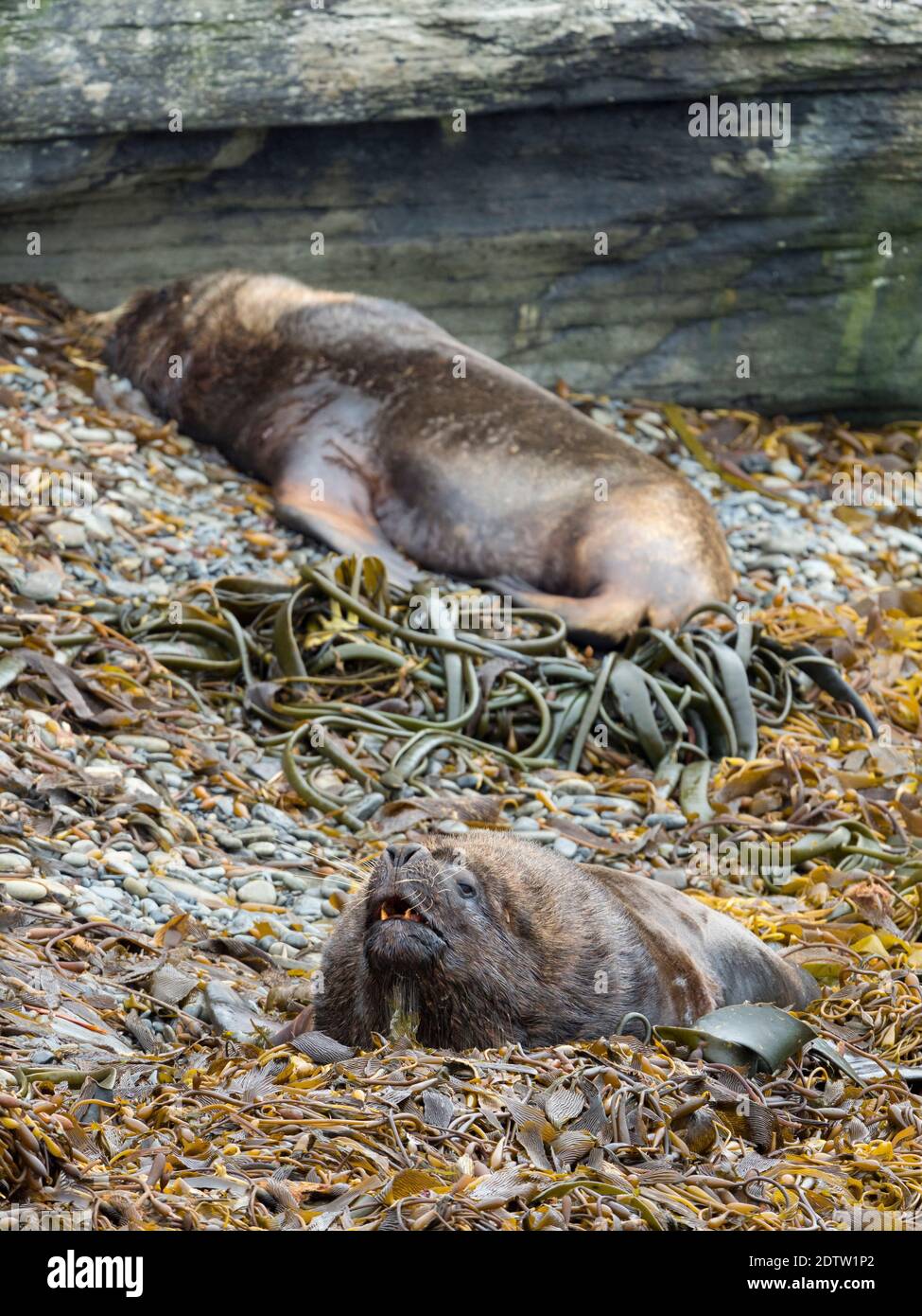 Due tori dominanti sulla spiaggia di pepple. Leone marino sudamericano (Otaria flavescens, ex Otaria byronia), chiamato anche il leone del Mare del Sud o Patagona Foto Stock