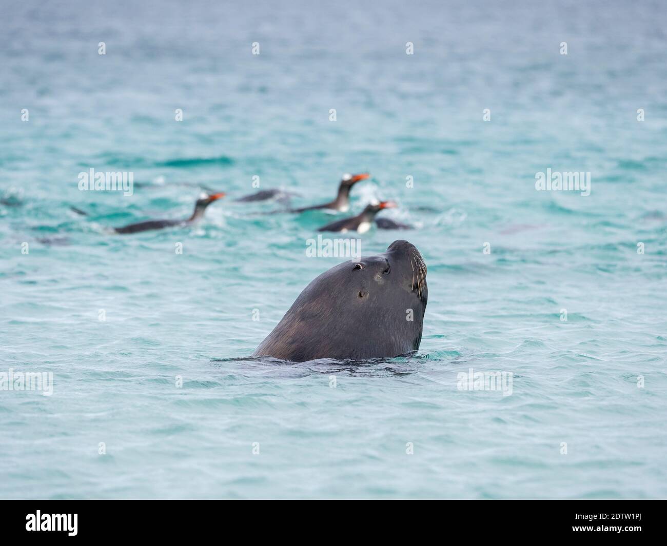 Giovane bull appeso per i pinguini Gentoo. La caccia avviene sulla spiaggia non in acqua. Leone marino sudamericano (Otaria flavescens, ex Otaria byronia Foto Stock