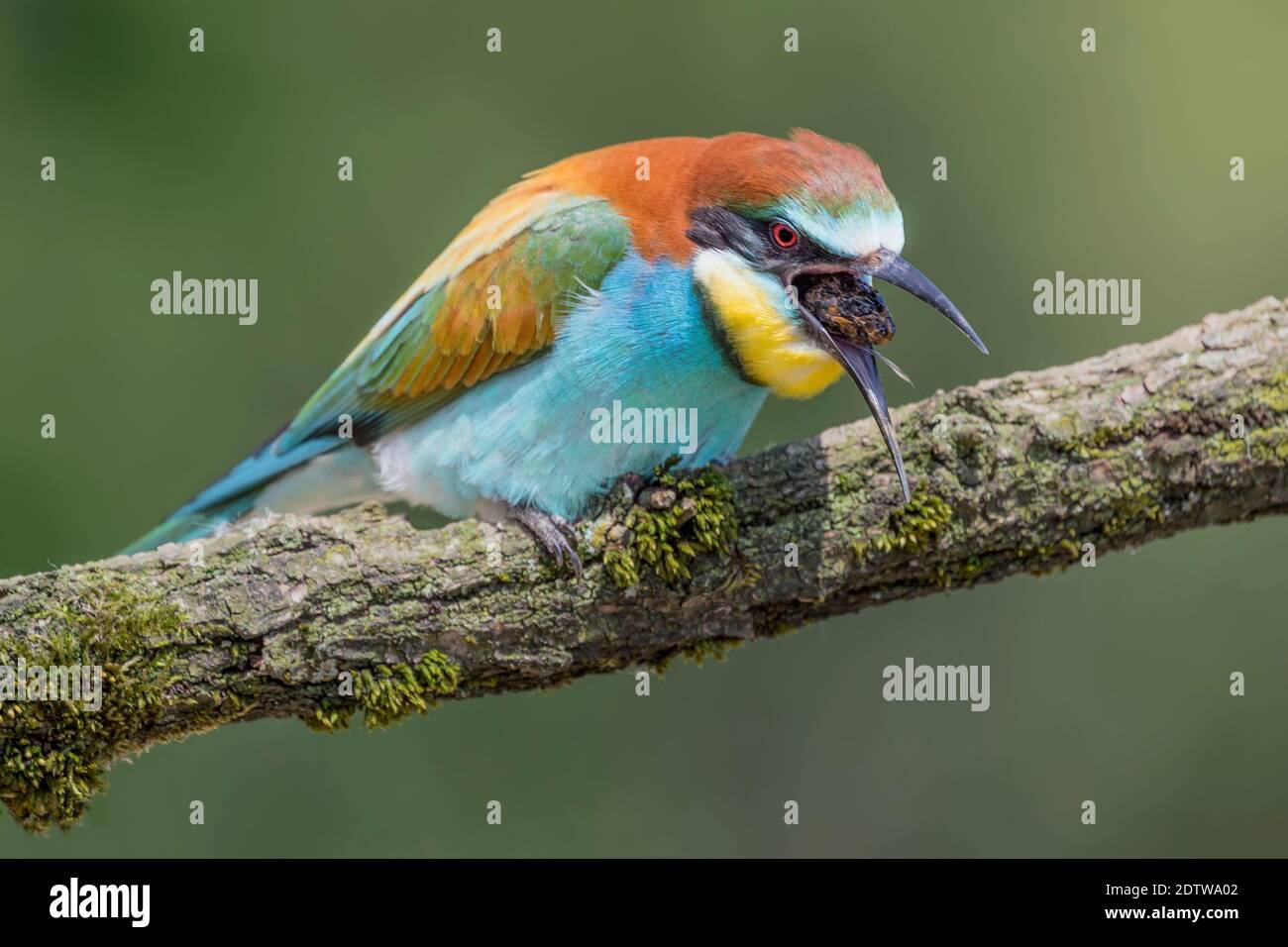 Il mangime europeo espelle cibo velenoso (Apiaster Merops) Foto Stock