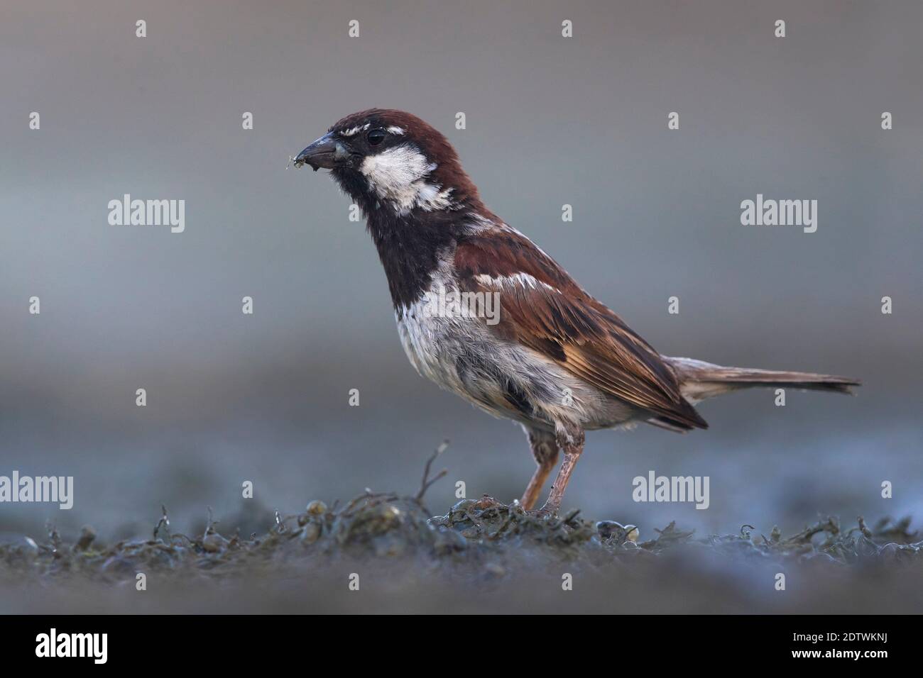 Maschio Italiano Sparrow in piedi a terra. Foto Stock