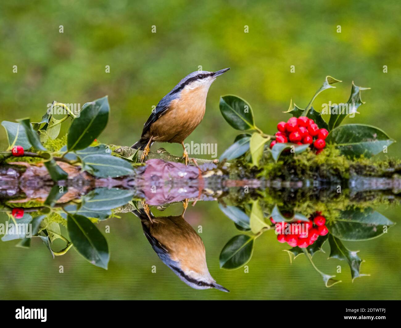 Aberystwyth, Ceredigion, Galles, Regno Unito. 22 dicembre 2020. Uccelli da giardino britannici che invecchiano intorno ad una piccola piscina nella metà del Galles il primo giorno d'inverno. Credit: Phil Jones/Alamy Live News Foto Stock